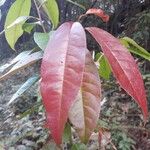 Oxydendrum arboreum Frunză