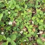 Potentilla sterilis Frunză