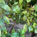 Citrus aurantiifolia 葉