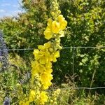 Verbascum densiflorumЦвят