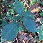 Rubus discolor برگ