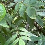 Carya cordiformis Blatt