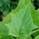 Chenopodiastrum hybridum Leaf