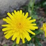 Crepis foetida Çiçek