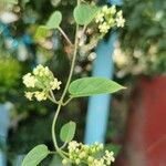 Cynanchum racemosum Alkat (teljes növény)