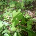 Ipomoea lacunosa Fuelha