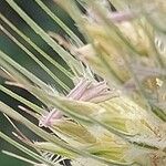 Hordeum marinum 花