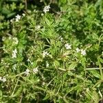 Galium asprellum Blüte