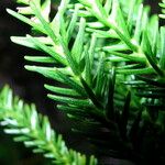 Araucaria nemorosa Hábito