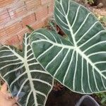 Alocasia longiloba Blatt