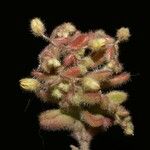Sedum pubescens Feuille