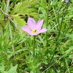 Sabatia campestris موطن