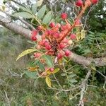 Pistacia terebinthus Fruit