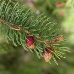 Picea sitchensis Frugt