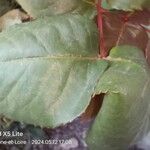 Rosa × odorata 葉