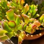 Crassula ovataЛист