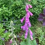 Digitalis purpurea Flor