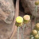 Phagnalon saxatile Flower