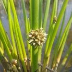 Schoenoplectiella articulata പുഷ്പം