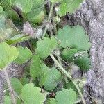 Veronica cymbalaria Feuille