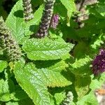 Teucrium hircanicum Leaf