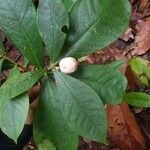 Daphnopsis costaricensis Fruit