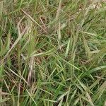 Bromus diandrus موطن