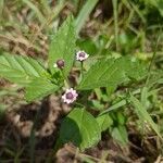 Phyla lanceolata Flor