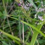 Cirsium palustre Blad