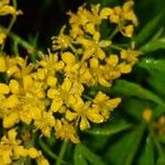 Descurainia tanacetifolia Flower