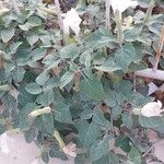 Datura wrightii Habit