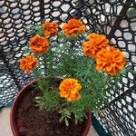 Tagetes erectaKvet