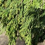 Juniperus flaccida Лист