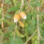 Leptospermum laevigatum Fula