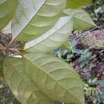 Chrysophyllum pomiferum Leaf