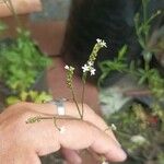 Verbena litoralis Flower
