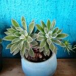 Echeveria setosaഇല