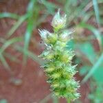 Cenchrus echinatus Fruit