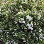 Spiraea cantoniensis പുഷ്പം