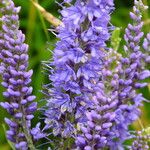 Veronica longifolia 花