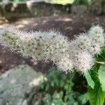 Spiraea alba Fula