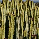 Euphorbia canariensis Autre