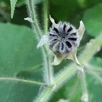 Abutilon peruvianum Fruto