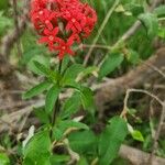 Rhodopentas parvifolia Kvet