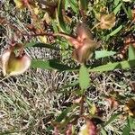 Trichodesma marsabiticum Flower