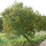 Ilex cassine Hábito