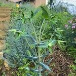 Euphorbia lathyris ഇല