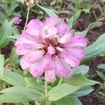Zinnia peruviana Blomst