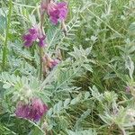 Vicia pannonica ശീലം