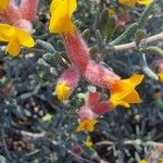 Cytisopsis pseudocytisus Flower